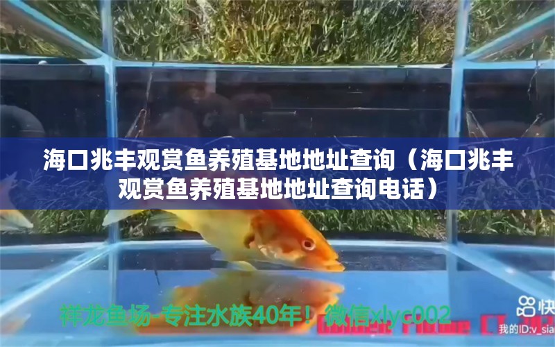 ?？谡棕S觀賞魚養(yǎng)殖基地地址查詢（海口兆豐觀賞魚養(yǎng)殖基地地址查詢電話）