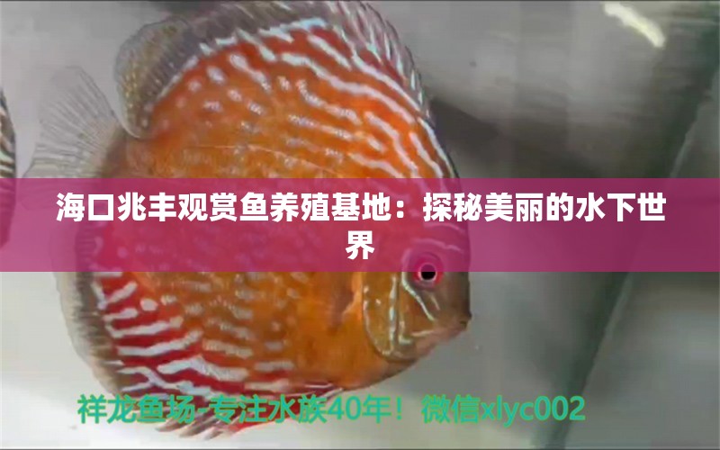 ?？谡棕S觀賞魚養(yǎng)殖基地：探秘美麗的水下世界