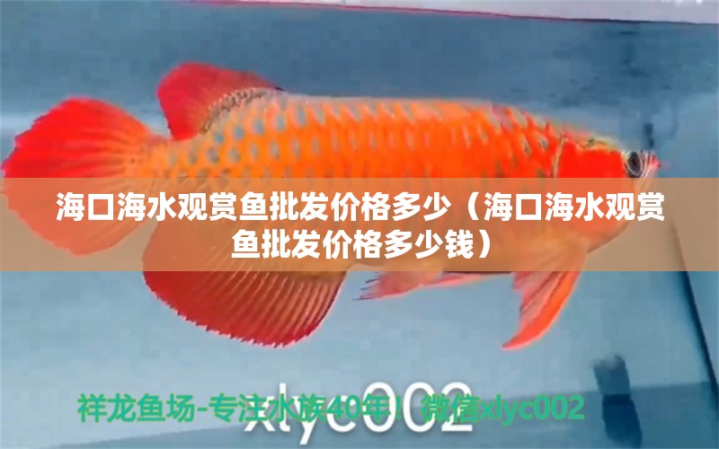 海口海水觀賞魚批發(fā)價格多少（?？诤Ｋ^賞魚批發(fā)價格多少錢）