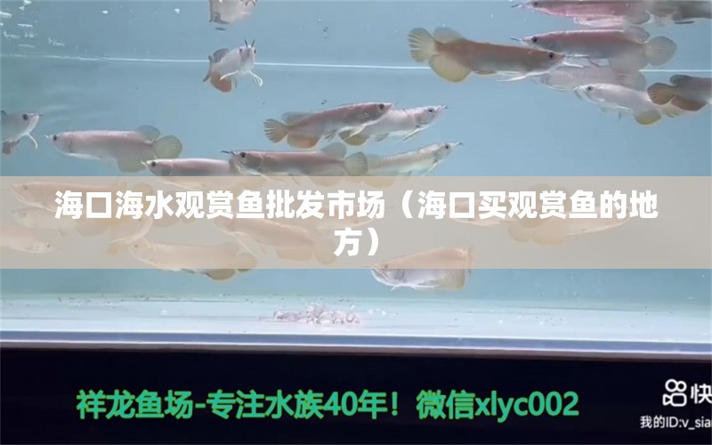 ?？诤Ｋ^賞魚批發(fā)市場(chǎng)（海口買觀賞魚的地方）