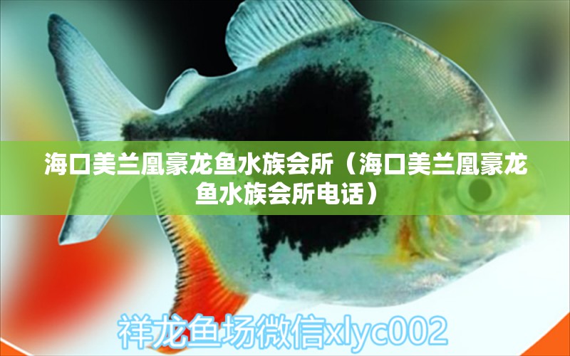 ?？诿捞m凰豪龍魚水族會所（?？诿捞m凰豪龍魚水族會所電話）