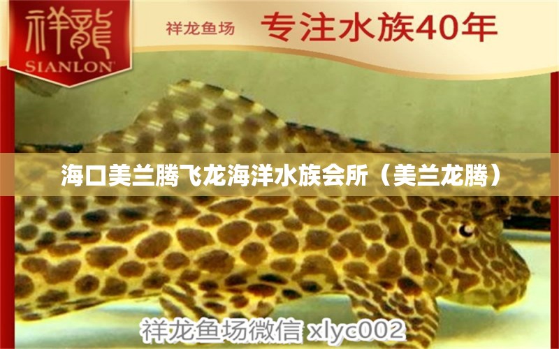 ?？诿捞m騰飛龍海洋水族會(huì)所（美蘭龍騰） 全國水族館企業(yè)名錄