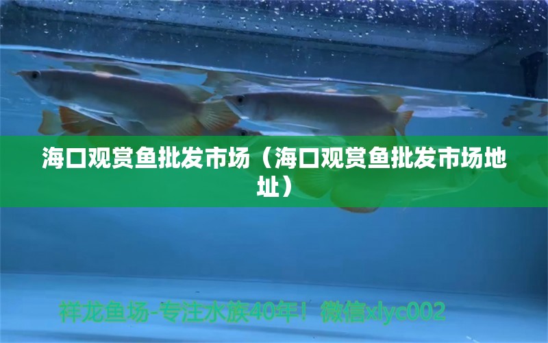 ?？谟^賞魚批發(fā)市場（?？谟^賞魚批發(fā)市場地址）