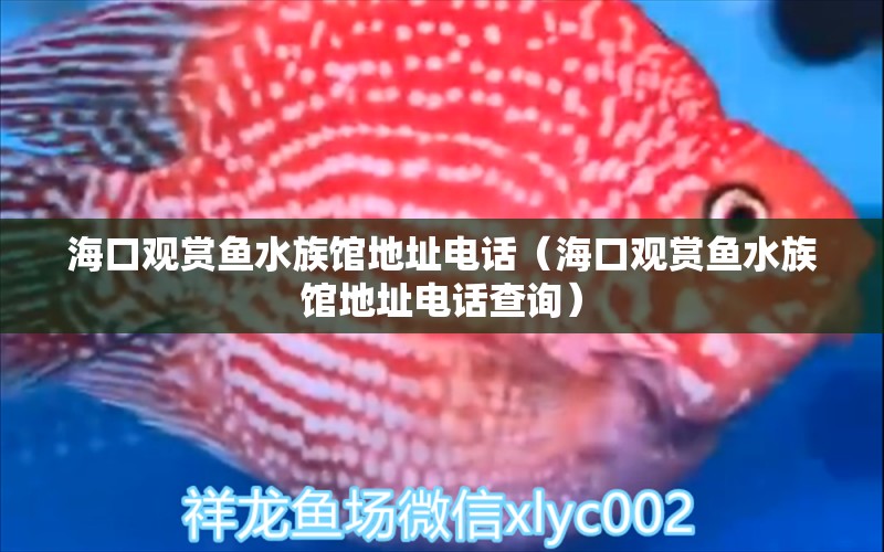 海口觀賞魚水族館地址電話（?？谟^賞魚水族館地址電話查詢） 圣菲埃及魚