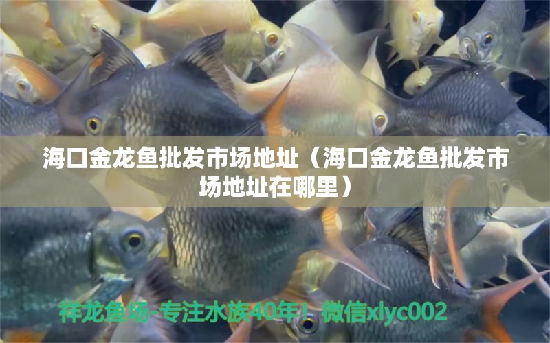 海口金龍魚(yú)批發(fā)市場(chǎng)地址（海口金龍魚(yú)批發(fā)市場(chǎng)地址在哪里）