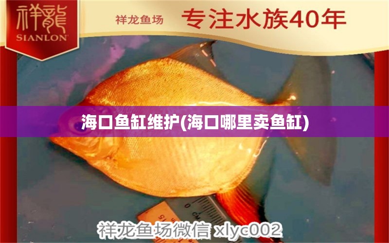 ?？隰~缸維護(hù)(?？谀睦镔u魚缸) 印尼小紅龍