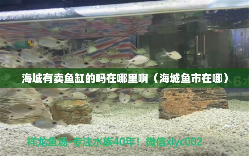 海城有賣魚缸的嗎在哪里啊（海城魚市在哪） 水族世界