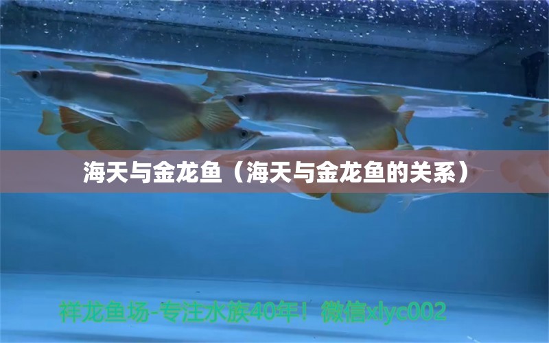 海天與金龍魚(yú)（海天與金龍魚(yú)的關(guān)系）