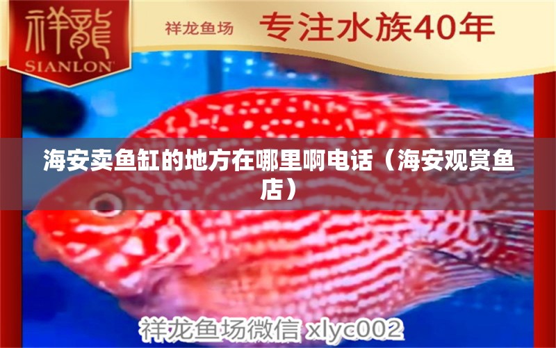 海安賣魚缸的地方在哪里啊電話（海安觀賞魚店） 祥龍金禾金龍魚