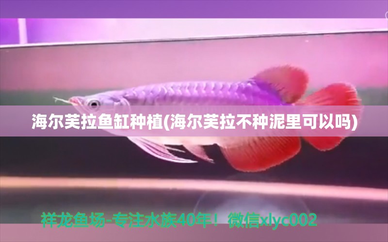 海爾芙拉魚缸種植(海爾芙拉不種泥里可以嗎) 銀龍魚苗