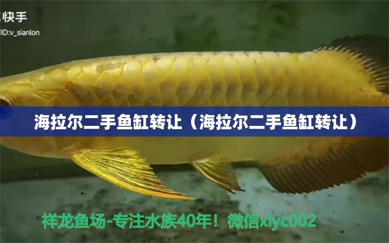 海拉爾二手魚(yú)缸轉(zhuǎn)讓（海拉爾二手魚(yú)缸轉(zhuǎn)讓） 粗線銀版魚(yú)