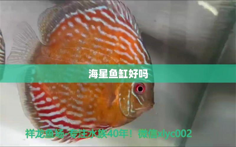 海星魚缸好嗎