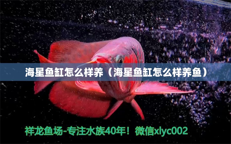 海星魚缸怎么樣養(yǎng)（海星魚缸怎么樣養(yǎng)魚）