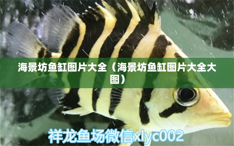 海景坊魚缸圖片大全（海景坊魚缸圖片大全大圖）