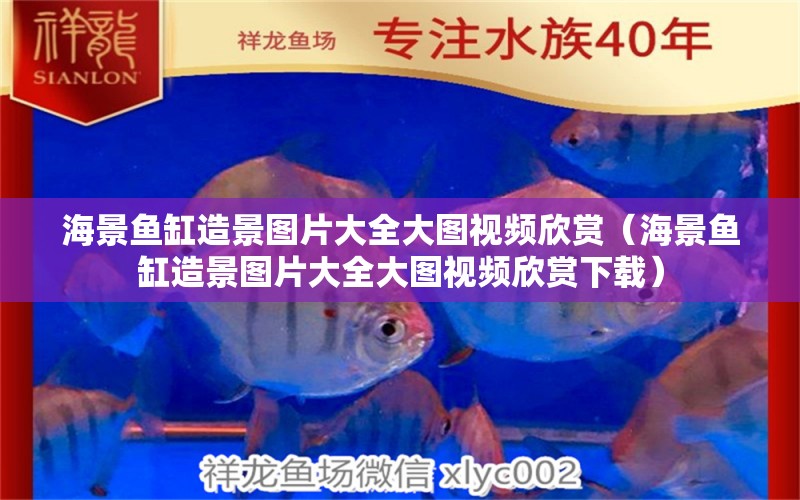 海景魚缸造景圖片大全大圖視頻欣賞（海景魚缸造景圖片大全大圖視頻欣賞下載） 黑桃A魚苗