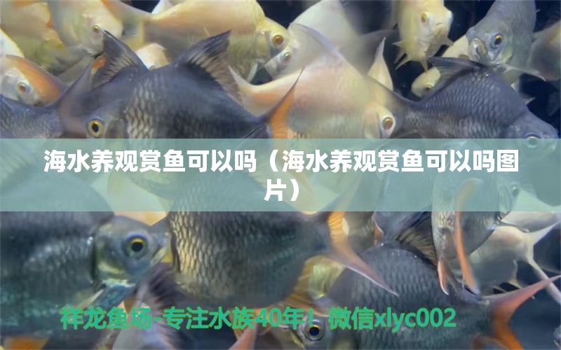 海水養(yǎng)觀(guān)賞魚(yú)可以嗎（海水養(yǎng)觀(guān)賞魚(yú)可以嗎圖片） 龍鳳鯉魚(yú)