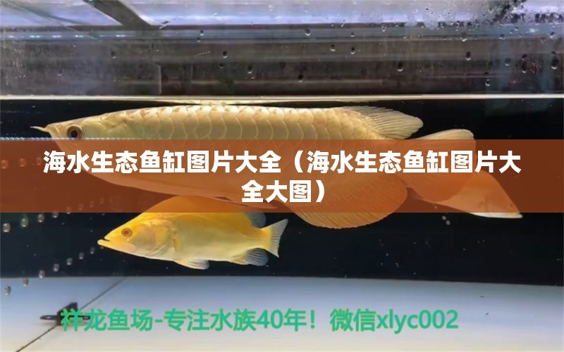 海水生態(tài)魚缸圖片大全（海水生態(tài)魚缸圖片大全大圖） 大日玉鯖魚