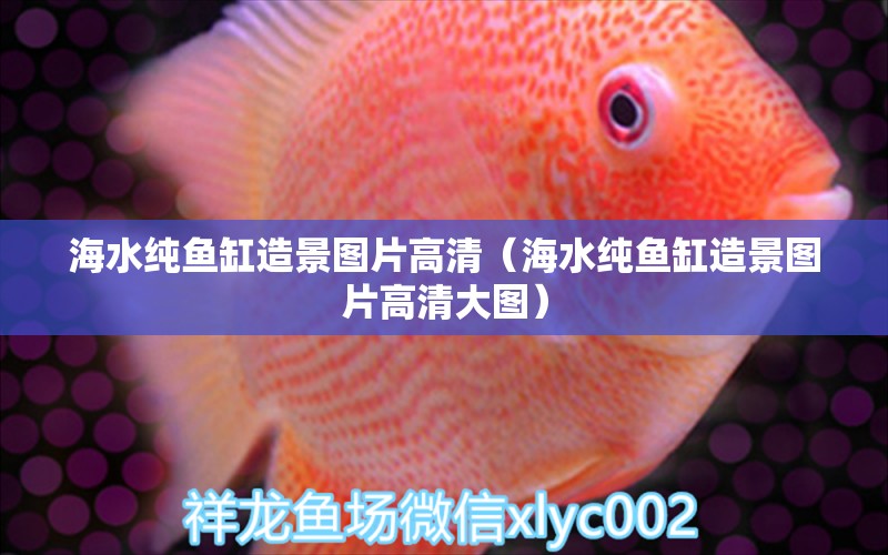 海水純魚缸造景圖片高清（海水純魚缸造景圖片高清大圖）