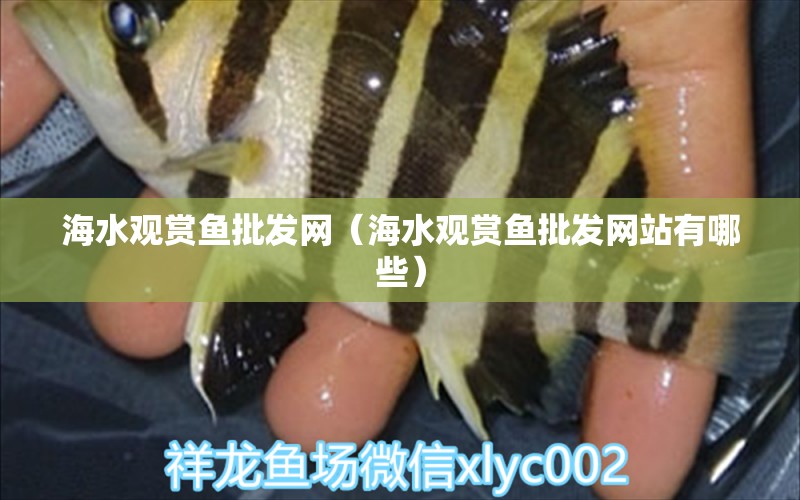 海水觀賞魚批發(fā)網（海水觀賞魚批發(fā)網站有哪些） 觀賞魚批發(fā)