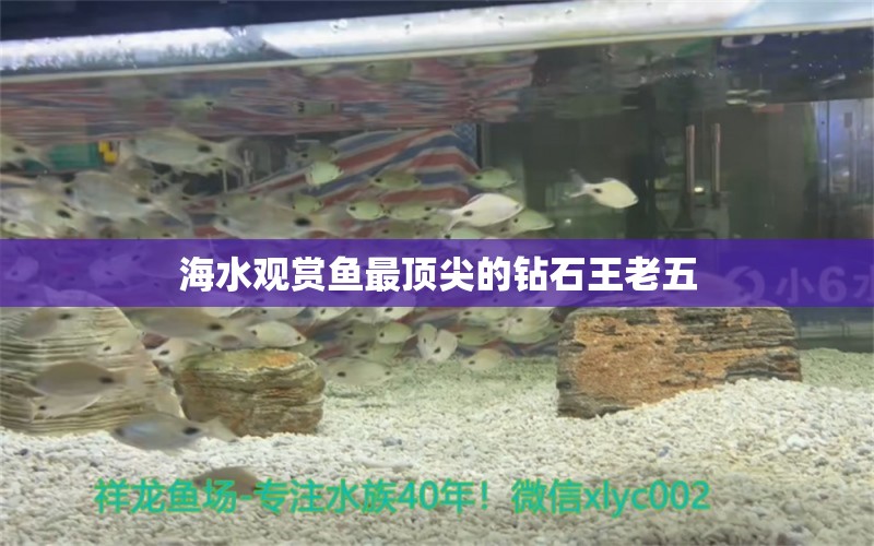 海水觀賞魚最頂尖的鉆石王老五