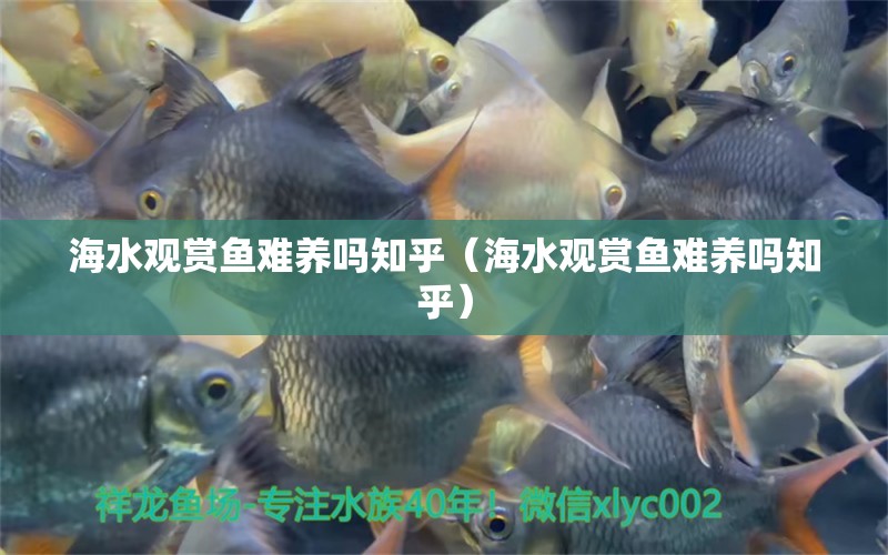 海水觀賞魚(yú)難養(yǎng)嗎知乎（海水觀賞魚(yú)難養(yǎng)嗎知乎） 祥龍水族醫(yī)院