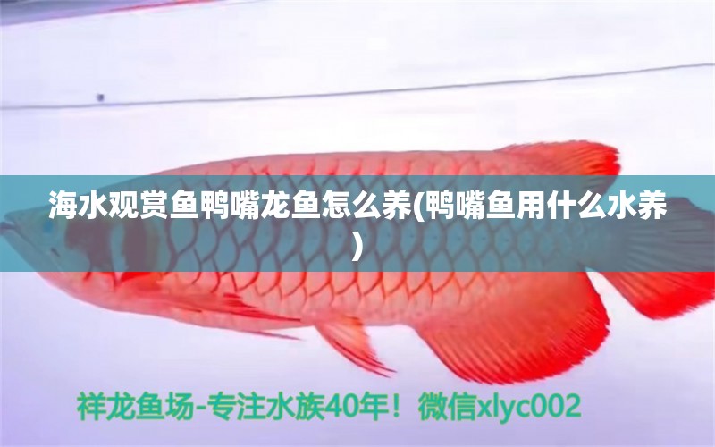 海水觀賞魚鴨嘴龍魚怎么養(yǎng)(鴨嘴魚用什么水養(yǎng)) 文玩