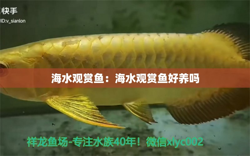 海水觀賞魚：海水觀賞魚好養(yǎng)嗎