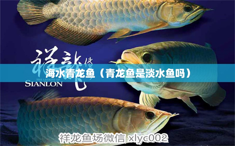 海水青龍魚(yú)（青龍魚(yú)是淡水魚(yú)嗎）