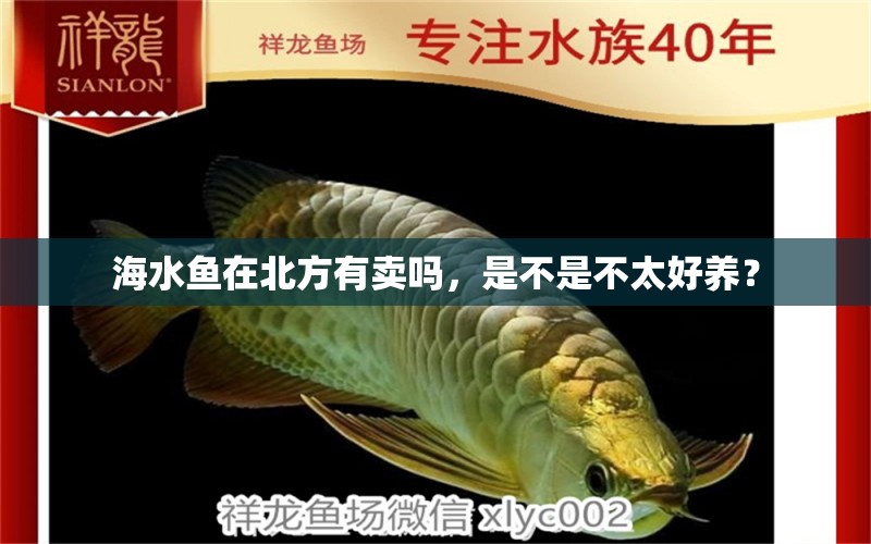 海水魚在北方有賣嗎，是不是不太好養(yǎng)？