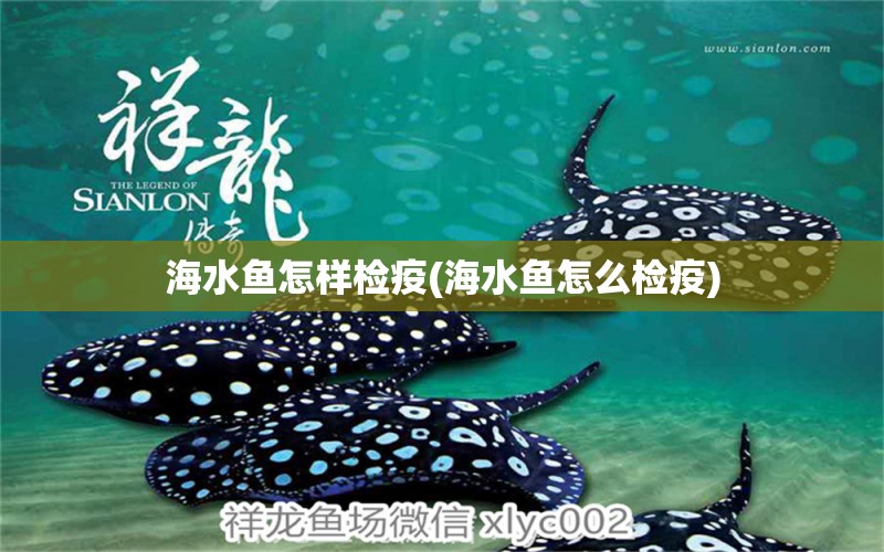 海水魚怎樣檢疫(海水魚怎么檢疫) 海水魚