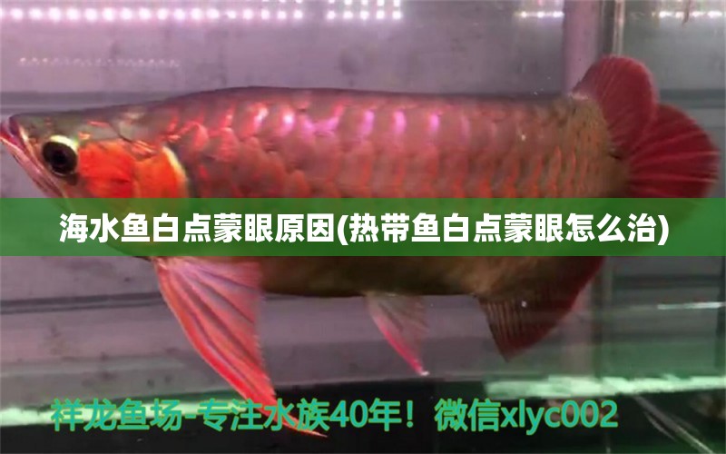 海水魚白點(diǎn)蒙眼原因(熱帶魚白點(diǎn)蒙眼怎么治) 海水魚