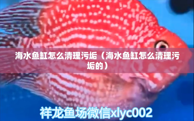 海水魚缸怎么清理污垢（海水魚缸怎么清理污垢的） 海水魚