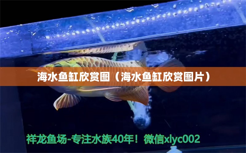 海水魚缸欣賞圖（海水魚缸欣賞圖片）