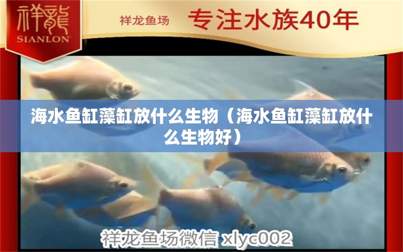 海水魚缸藻缸放什么生物（海水魚缸藻缸放什么生物好）