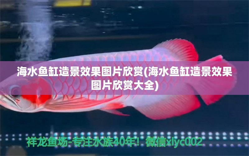 海水魚缸造景效果圖片欣賞(海水魚缸造景效果圖片欣賞大全) 帝王迷宮魚