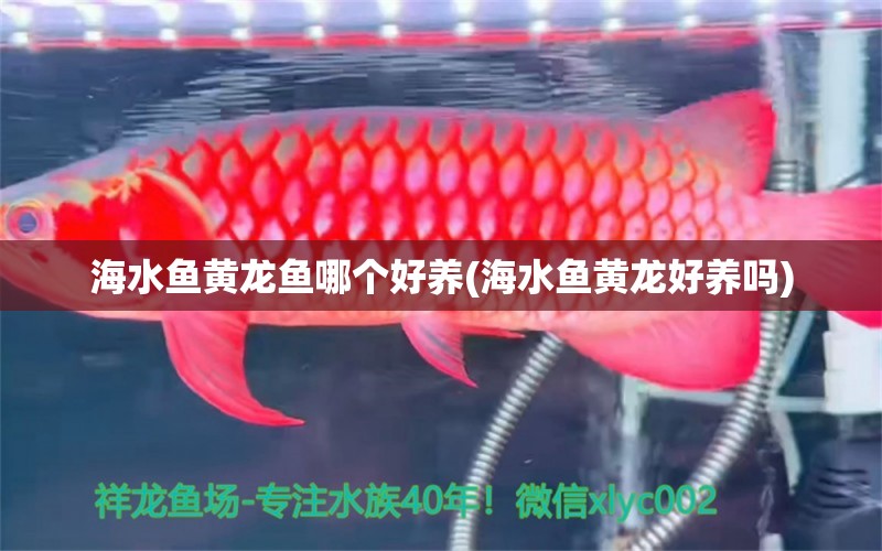 海水魚黃龍魚哪個好養(yǎng)(海水魚黃龍好養(yǎng)嗎) 海水魚