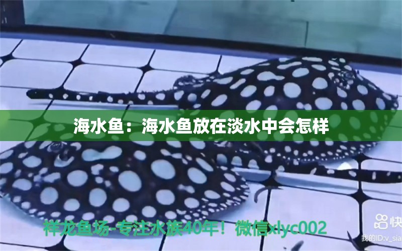 海水魚：海水魚放在淡水中會(huì)怎樣 海水魚