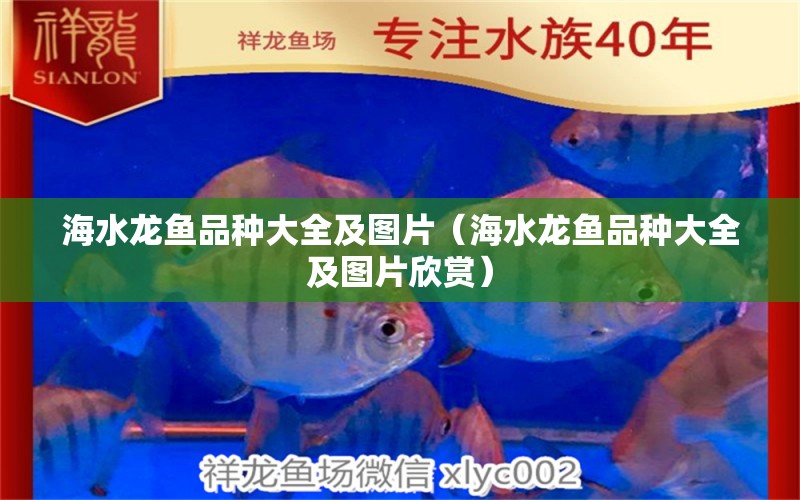 海水龍魚(yú)品種大全及圖片（海水龍魚(yú)品種大全及圖片欣賞） 觀賞魚(yú)市場(chǎng)（混養(yǎng)魚(yú)）