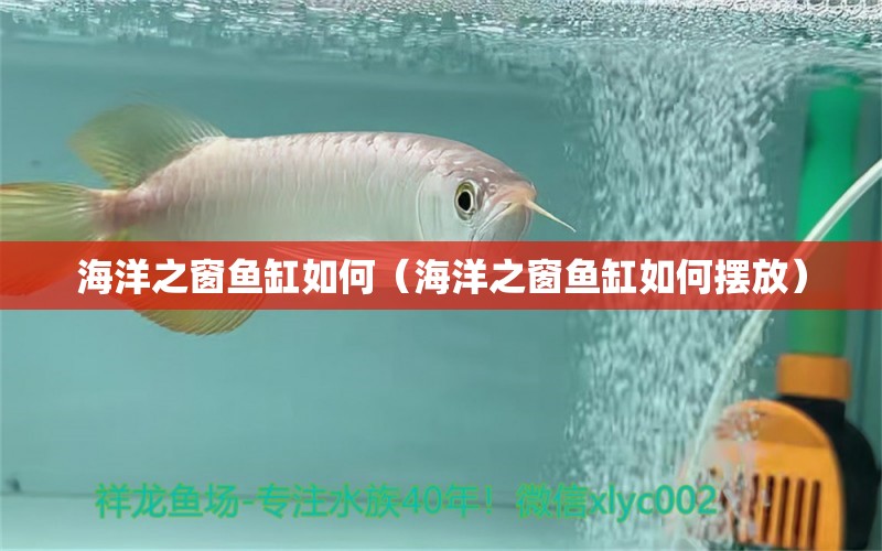 海洋之窗魚缸如何（海洋之窗魚缸如何擺放）