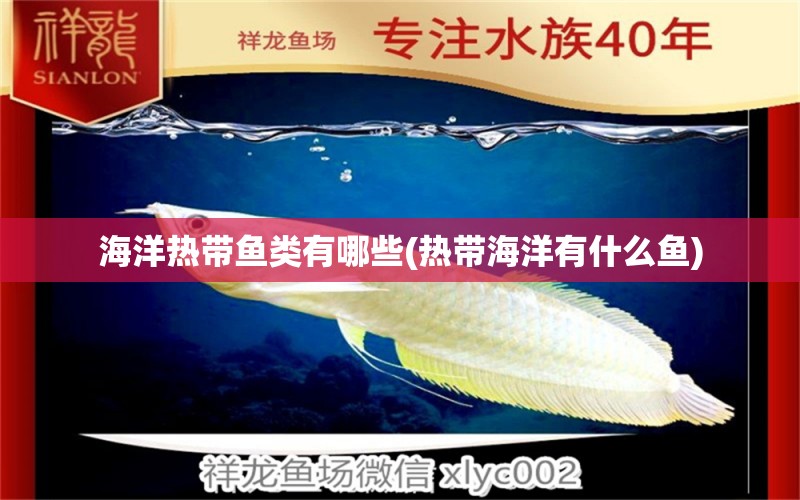 海洋熱帶魚類有哪些(熱帶海洋有什么魚) 慈雕魚