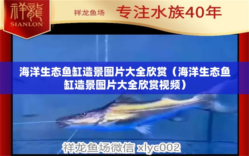 海洋生態(tài)魚缸造景圖片大全欣賞（海洋生態(tài)魚缸造景圖片大全欣賞視頻）