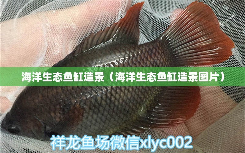 海洋生態(tài)魚(yú)缸造景（海洋生態(tài)魚(yú)缸造景圖片） 其他品牌魚(yú)缸