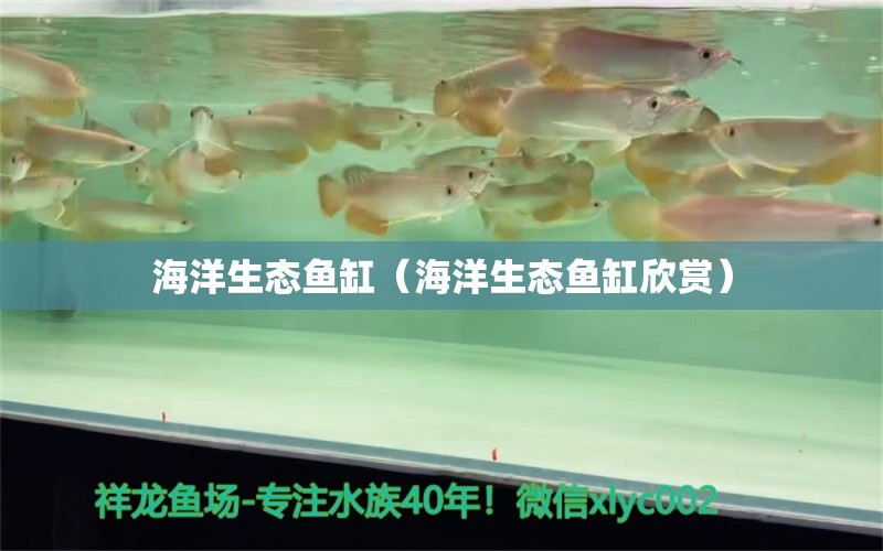 海洋生態(tài)魚缸（海洋生態(tài)魚缸欣賞）