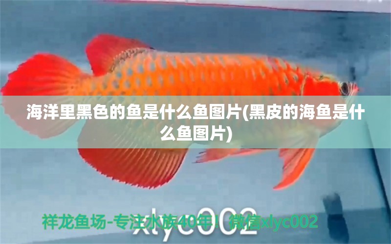 海洋里黑色的魚是什么魚圖片(黑皮的海魚是什么魚圖片) 黃寬帶蝴蝶魚