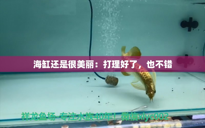 海缸還是很美麗：打理好了，也不錯 觀賞魚論壇 第2張