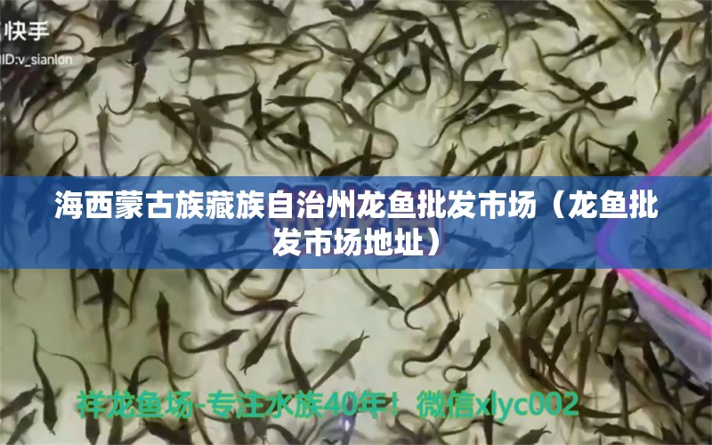 海西蒙古族藏族自治州龍魚批發(fā)市場(chǎng)（龍魚批發(fā)市場(chǎng)地址）