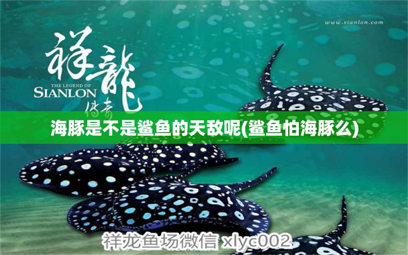 海豚是不是鯊魚的天敵呢(鯊魚怕海豚么) 除藻劑