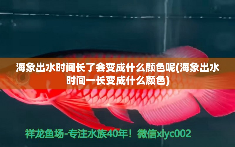 海象出水時間長了會變成什么顏色呢(海象出水時間一長變成什么顏色) 熊貓異形魚L46