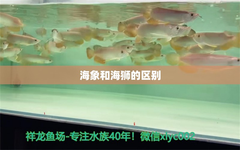 海象和海獅的區(qū)別 肺魚