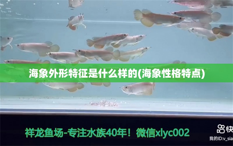 海象外形特征是什么樣的(海象性格特點) 虎紋銀版魚